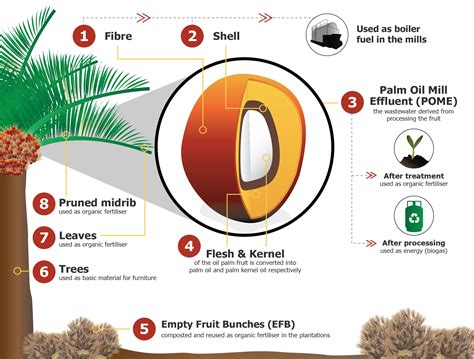 fruit trees home gardening apple cherry pear plum palm oil tree
