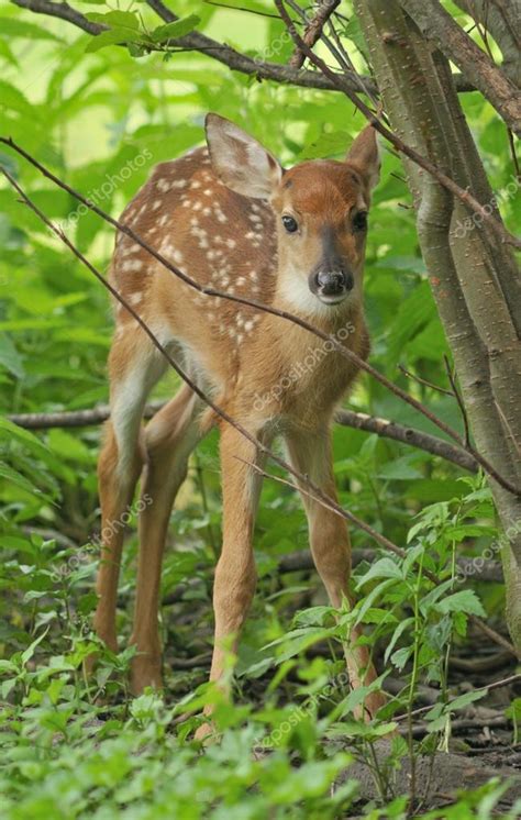 White-tailed Fawn — Stock Photo © dpenn #18684957