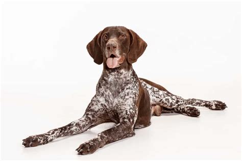 All You Need To Know About The Intelligent German Shorthaired Pointer