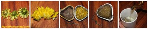 How to Make Dandelion Tea - Mama’s Homestead