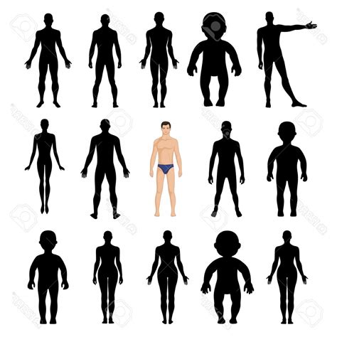 Human Body Silhouette Vector At Vectorified Collection Of Human