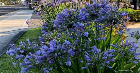 Planta Agapanthus C Mo Cuidar El Lirio Africano Azul Del Nilo