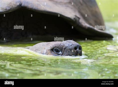 Wild Galapagos Giant Tortoise Geochelone Elephantopus In Muddy Pond