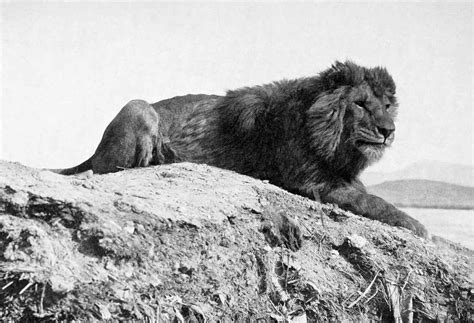 Barbary Lion Facts and Figures