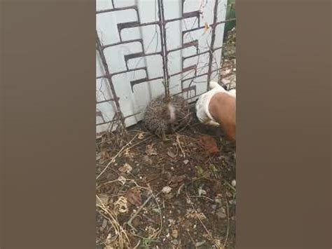 Операция по спасению ёжика прошла успешно😊 #спасение#помощь#ежик# ...