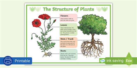 The Structure Of Plants Poster Twinkl