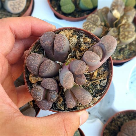 Lithops Optica Rubra