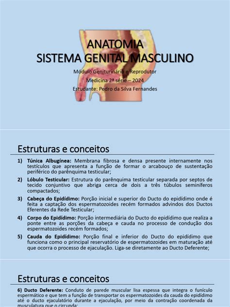 Anatomia do Sistema Genital Masculino | PDF | Próstata | Ejaculação