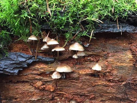 Floralwaterwitchsome Super Cute Fungi In British Columbia Tumblr Pics