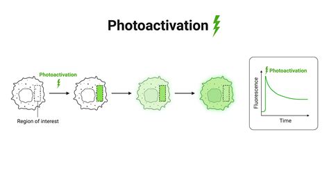 Photoactivation Biorender Science Templates