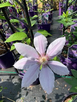 Clematis Nelly Moser Clematis From Colesville Nursery