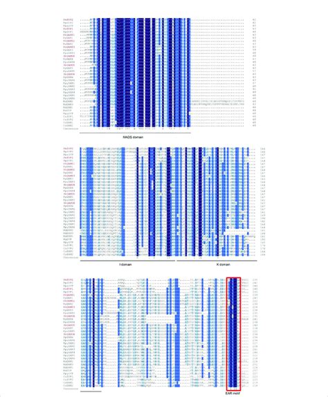 Multiple Sequences Alignment Of Dam And Svp Genes From P Mume And