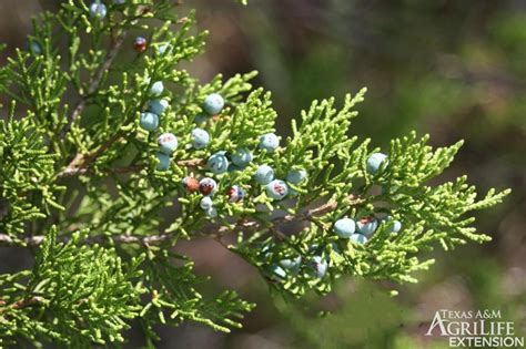 Plants of Texas Rangelands » Ashe Juniper, Blueberry Juniper