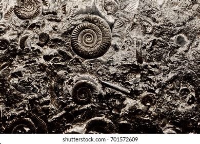 Close Prehistoric Extinct Animals Stone Fossils Stock Photo 701572609 ...