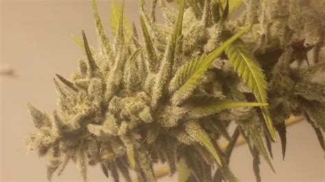 Blue Moonshine Aka Blue Moon Weed Strain Information Leafly