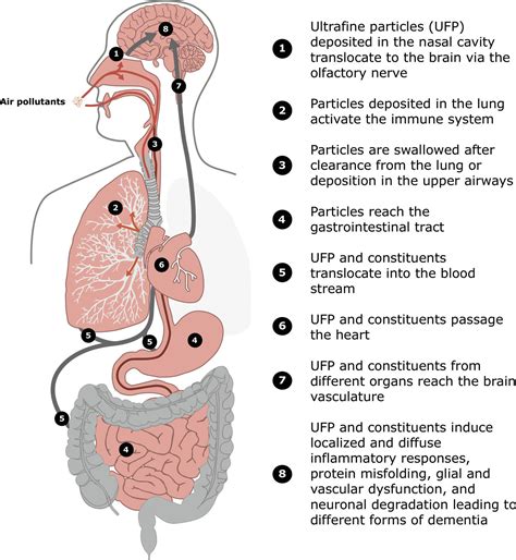 Ambient Air Pollution And Alzheimers Disease The Role Of The