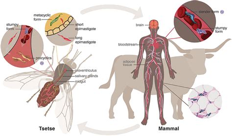 Frontiers Sleeping Sickness A Tale Of Two Clocks