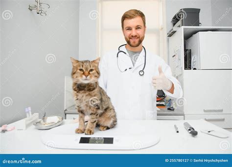 Veterinarian Doctor Checking Cat At A Vet Clinic Stock Image Image Of