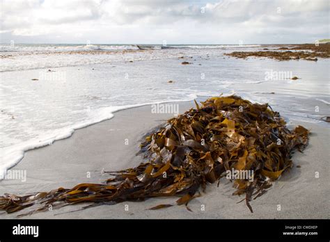 Algas En Una Playa Escocesa Fotograf As E Im Genes De Alta Resoluci N