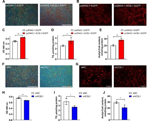 Effects Of Acsl Gene Expression On The Adipogenic Differentiation Of