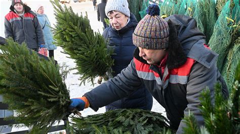 Стала известна стоимость ели к Новому году Мослента