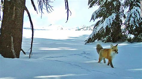 The Sierra Nevada red fox is now protected and listed as an endangered species - CNN