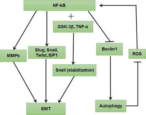 Nf κb Signaling Pathway Regulated Autophagy And Emt Nf κb Activation