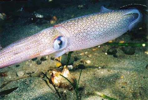 Doryteuthis Opalescens California Market Squid Loligo Opalescens