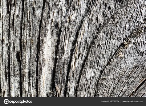 Old Tree Texture Stock Photo By ©martinsvanags 190596084