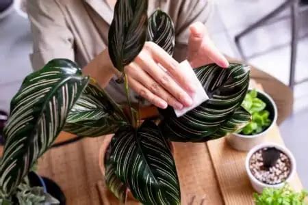 How To Clean Plant Leaves And Encourage Growth