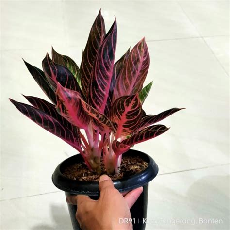 Jual Aglonema Pos Pride Of Sumatra Induk Rumpun Shopee Indonesia