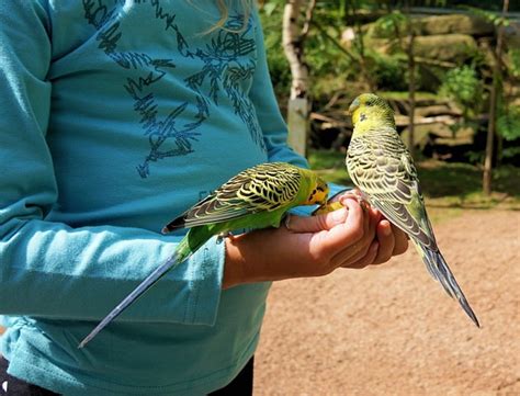 How to Play With Budgies | 10 Ways Humans Can Play With Budgies ...