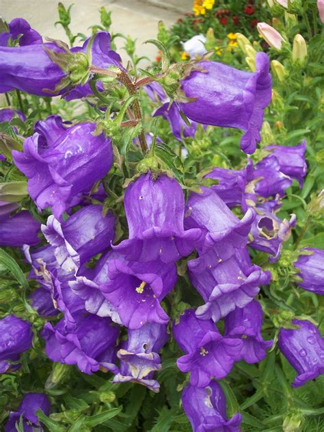 Mike And Phil On The Hill 2010 Spring Canterbury Bells