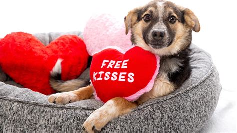 Ways to celebrate Valentine's Day with a pet | Best Friends Animal Society