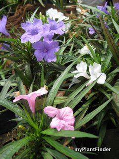 MY PLANT FINDER | Plant Guide: Ruellia simplex