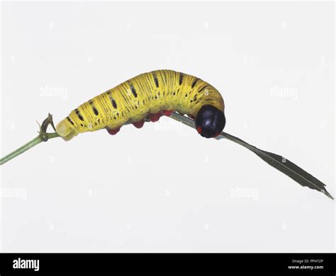 Skipper Butterfly Larva Hesperiidae On A Leaf Stock Photo Alamy