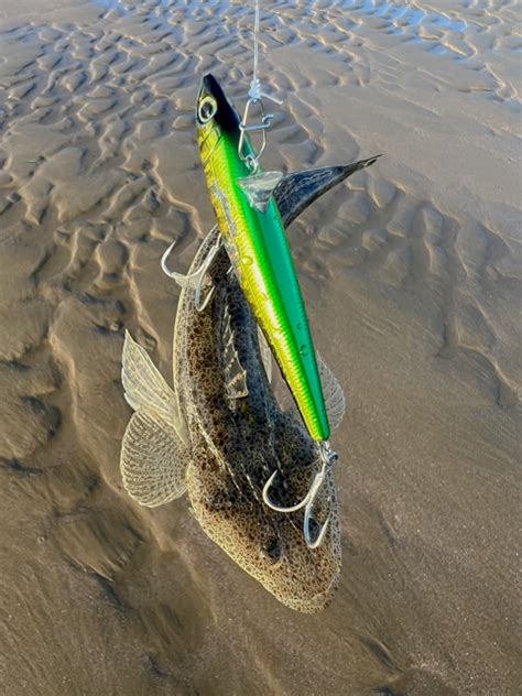 地元サーフでヒラメを釣る さすらいの浮世釣り師