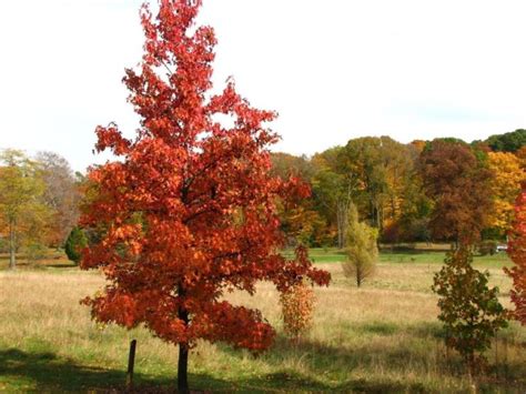 Liquidambar Styraciflua Worplesdon Worplesdon Sweetgum The Dawes