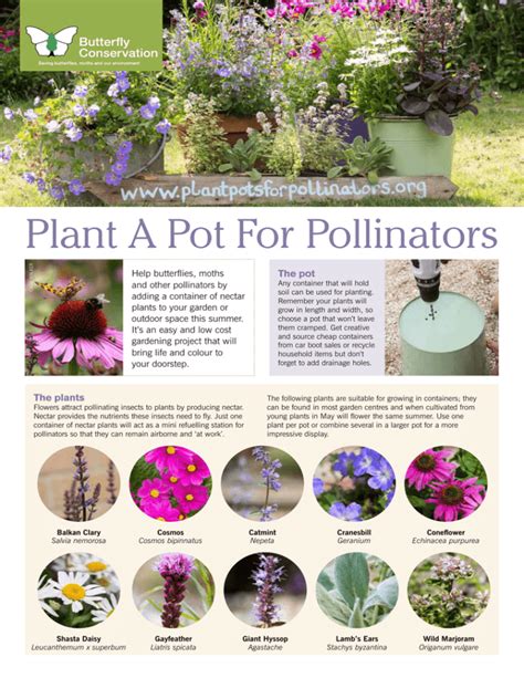 Plant A Pot For Pollinators