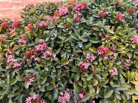 Best Plants for South Florida: Ultimate Guide to Thrive Outdoors