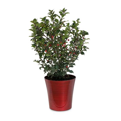 Holly Shrubs at Lowes.com