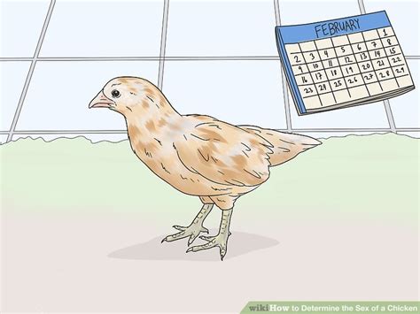 4 Ways To Determine The Sex Of A Chicken WikiHow