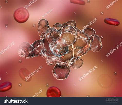 Entamoeba Histolytica Protozoan Parasite Which Causes Stock Illustration 624720608