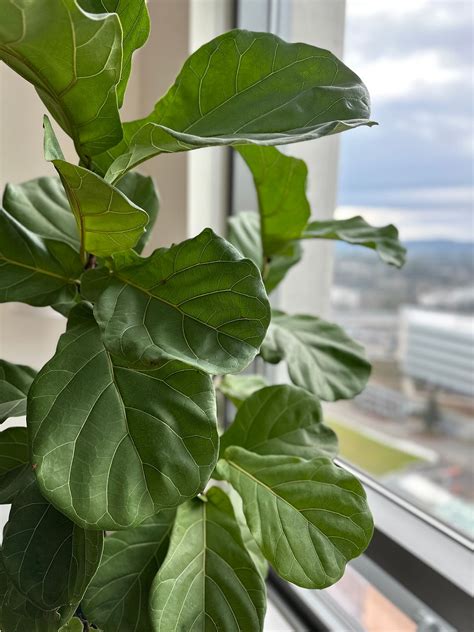 How To Grow Fiddle Leaf Fig Tree