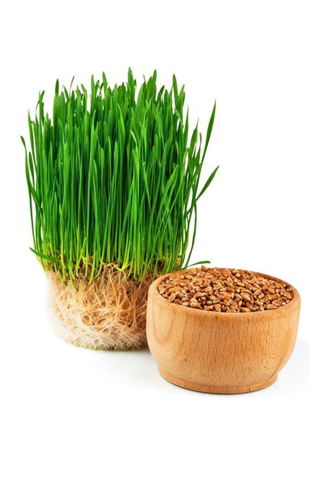 Organic Wheat Grass Seeds Seeds Plantshop Me