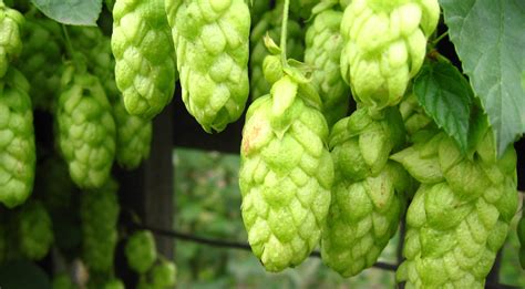 Интернет-магазин солода и хмеля из Америки и Европы | Hop and Malt