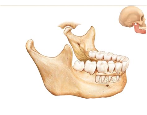 mandible and the maxilla Quiz