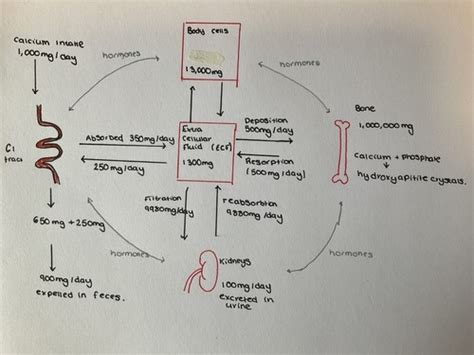 MSK Biomed Bones And Joints Calcium Homeostasis Bone Types Bone