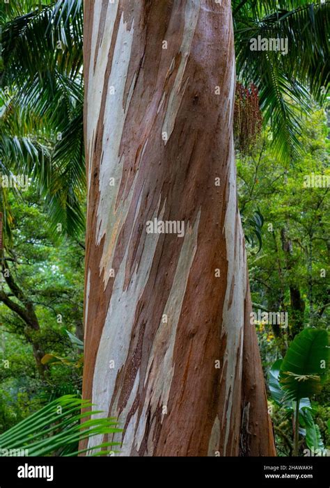 Blue Eucalyptus Also Common Eucalyptus Tasmanian Blue Gum Eucalyptus