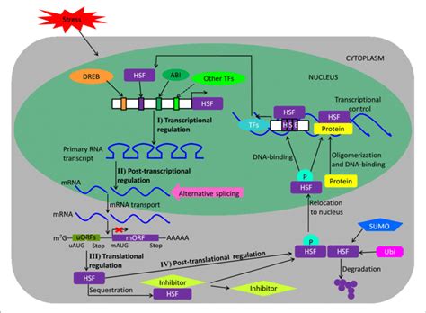 Regulation Of Hsf Proteins The Scheme Depicts The Regulation Of Hsfs